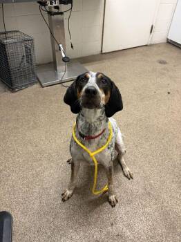 Tex -  Bluetick Coonhound and Mixed Breed Dog for Adoption in Fruit Heights, Utah - Tex | PetCurious