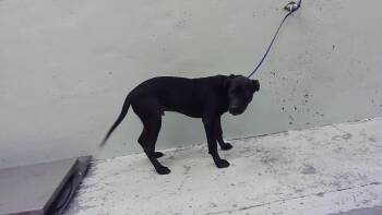 A2083507 -  Staffordshire Bull Terrier and Mixed Breed Dog for Adoption in Houston, Texas - A2083507 | PetCurious