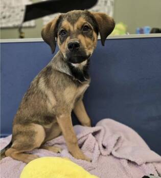 Rescue German Shepherd Dog Dogs for Adoption in Sedalia, Colorado - Wendy | PetCurious