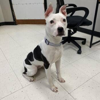 Old Wives Tail -  Mixed Breed Dog for Adoption in Davenport, Iowa - Old Wives Tail | PetCurious