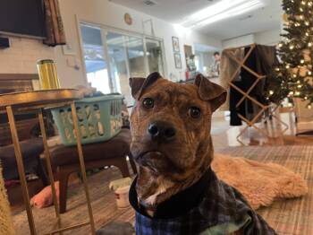 Boxer and American Staffordshire Terrier Dogs Available for Adoption - Henry | PetCurious
