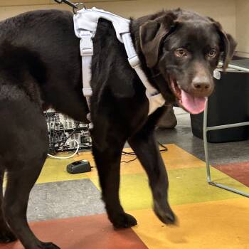 Rescue Chocolate Labrador Retriever Dogs for Adoption in Philadelphia, Pennsylvania - Mr Bear | PetCurious