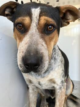 Rescue Australian Cattle Dog Blue Heeler and Mixed Breed Dogs for Adoption in Stockton, California - RUSTY | PetCurious