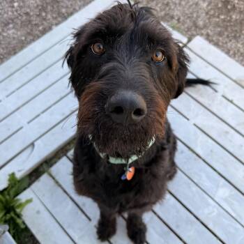 Dennis -  Labradoodle Dog for Adoption in Spencer, Iowa - Dennis | PetCurious
