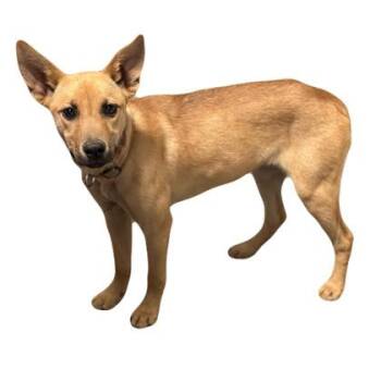 Sienna -  Shepherd Dog Available for Adoption in Red Bluff, California - Sienna | PetCurious