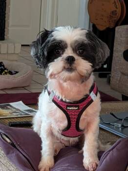 Shih Tzu Dogs Available for Adoption - Susie | PetCurious