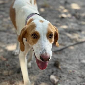 Rescue Hound Dogs for Adoption in Gainesville, Florida - Lilac | PetCurious