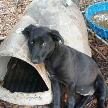 Rescue Black Labrador Retriever Dogs for Adoption in Parrish, Alabama - Rosey | PetCurious