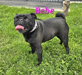 Pug Dogs Available for Adoption in Modesto, California - Bebe | PetCurious