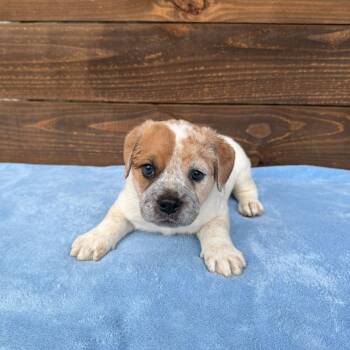 Cattle Dog and English Bulldog Dogs Available for Adoption - Paulo | PetCurious