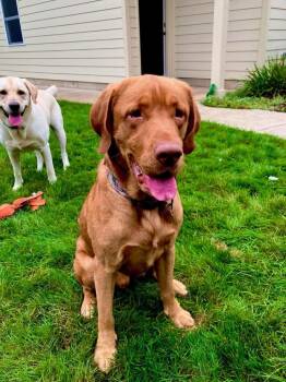 Beau -  Labrador Retriever Dog for Adoption in Indianapolis, Indiana - Beau | PetCurious