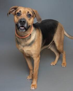 Benji -  Pit Bull Terrier Dog for Adoption in Boone, Iowa - Benji | PetCurious