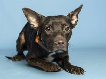 NANI -  Pit Bull Terrier Dog for Adoption in Phoenix, Arizona - NANI | PetCurious
