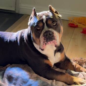Chapo/Courtesy Post -  English Bulldog and French Bulldog Dog for Adoption in Long Beach, California - Chapo/Courtesy Post | PetCurious