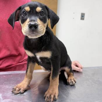 Queenie-4629 -  Rottweiler and Mixed Breed Dog for Adoption in Tyler, Texas - Queenie-4629 | PetCurious