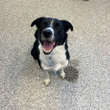 Raven -  Border Collie Dog for Adoption in Prineville, Oregon - Raven | PetCurious