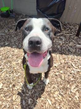 The Notorious D.O.G -  Mixed Breed Dog for Adoption in Cincinnati, Ohio - The Notorious D.O.G | PetCurious