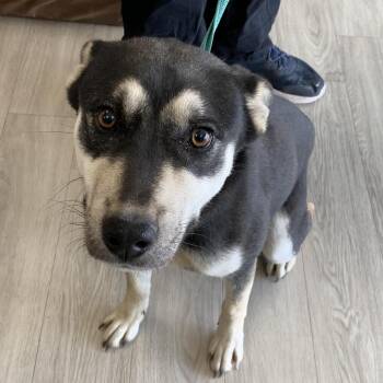 Husky and Shepherd Dogs Available for Adoption in Cleveland, Mississippi - Chewy | PetCurious