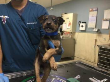 A1934130 -  German Shepherd Dog Dog for Adoption in Riverside, California - A1934130 | PetCurious