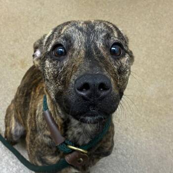 Georgia -  Terrier and Mixed Breed Dog for Adoption in Corpus Christi, Texas - Georgia | PetCurious