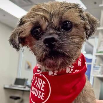 Mixed Breed Dogs Available for Adoption in Leander, Texas - Mr. Fredrickson (S9) | PetCurious