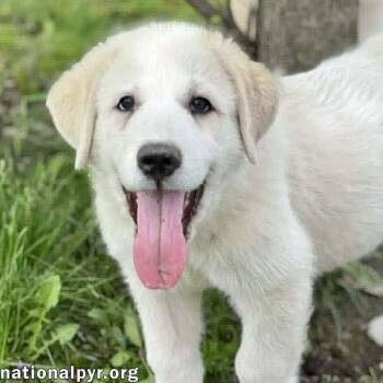 Great Pyrenees Dogs Available for Adoption in Beacon, New York - Shulker In OH - Confident & People-Loving! | PetCurious