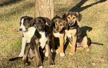 Black And Tan Coonhound and Border Collie Dogs Available for Adoption - SweetPea | PetCurious