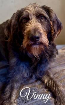 Terrier Dogs Available for Adoption - Vinny | PetCurious