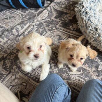 Shih Tzu and Mixed Breed Dogs Available for Adoption in Broken Arrow, Oklahoma - Sophie Baek | PetCurious
