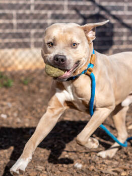 Rescue Mixed Breed Dogs for Adoption in Chamblee, Georgia - Pomodoro | PetCurious
