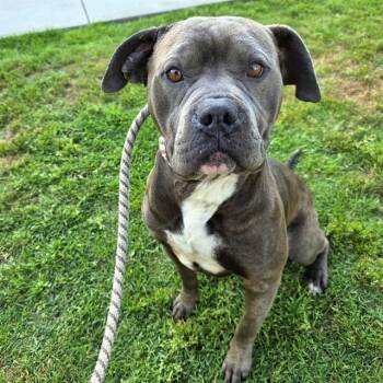 Pit Bull Terrier Dogs Available for Adoption - MONOLO | PetCurious