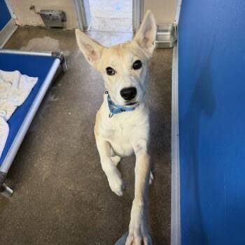 GAYLA -  Husky Dog for Adoption in Fernandina Beach, Florida - GAYLA | PetCurious