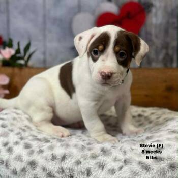 Labrador Retriever and Terrier Dogs Available for Adoption - Stevie The Mixed Breed Puppy!  | PetCurious