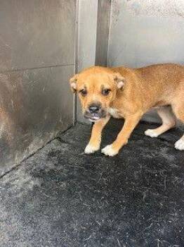 Terrier Dogs Available for Adoption - A224233 | PetCurious