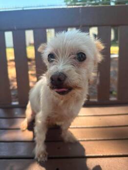 Cricket -  Terrier Dog for Adoption in Wilmington, North Carolina - Cricket | PetCurious