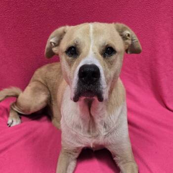 Samantha -  Mixed Breed Dog for Adoption in Frankfort, Indiana - Samantha | PetCurious