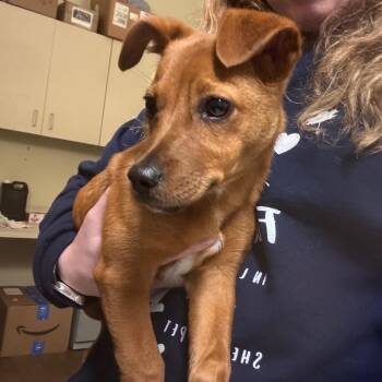 Mixed Breed and Jack Russell Terrier Dogs Available for Adoption - Guppy | PetCurious