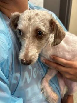 Chili -  Poodle and Mixed Breed Dog for Adoption in Kansas City, Missouri - Chili | PetCurious