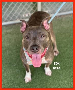 SOX -  Pit Bull Terrier and Mixed Breed Dog for Adoption in Marietta, Georgia - SOX | PetCurious