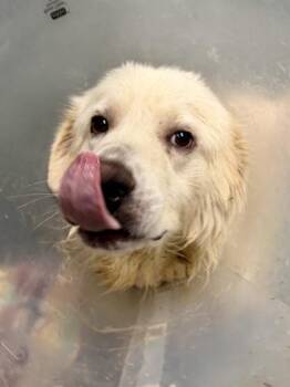 Snow -  Great Pyrenees and Mixed Breed Dog for Adoption in New Orleans, Louisiana - Snow | PetCurious