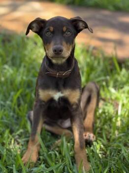 Doberman Pinscher Dogs Available for Adoption in San Antonio, Texas - Dash | PetCurious