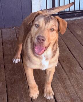 Mixed Breed Dogs Available for Adoption - Lilo | PetCurious