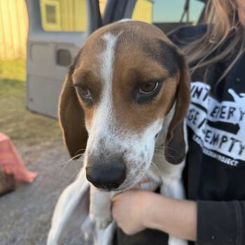 Rescue Beagle Dogs for Adoption in Nowata, Oklahoma - Baxter | PetCurious
