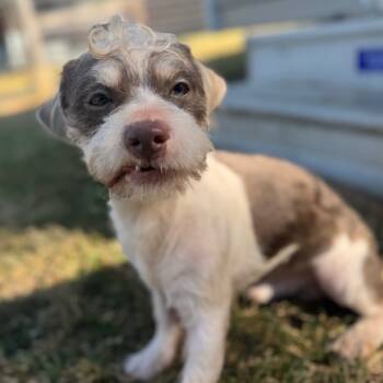 Rescue Terrier and Mixed Breed Dogs for Adoption in Houston, Texas - Hank Grimes | PetCurious