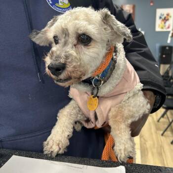 Poodle Dogs Available for Adoption in Newark, New Jersey - Fluffly | PetCurious