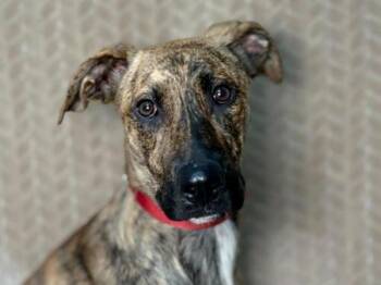 Lexie -  Pit Bull Terrier and Greyhound Dog for Adoption in Portland, Oregon - Lexie | PetCurious