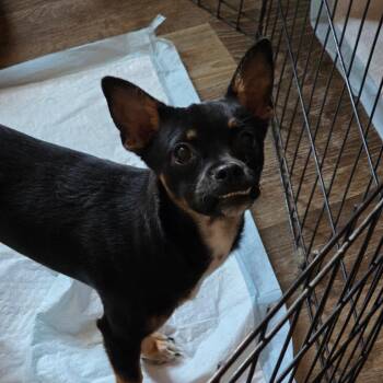 Kato -  Chihuahua and Dachshund Dog for Adoption in Otisfield, Maine - Kato | PetCurious