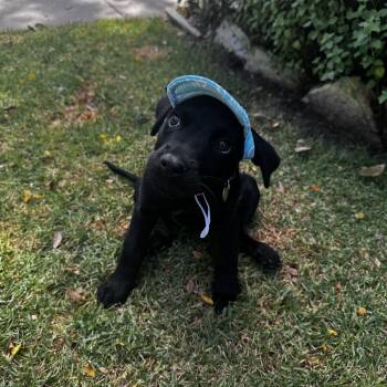 Katinka -  Mixed Breed Dog for Adoption in Los Angeles, California - Katinka | PetCurious