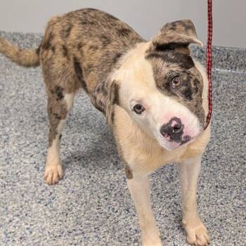 Denim -  Mixed Breed Dog for Adoption in Greenville, South Carolina - Denim | PetCurious