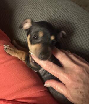 Abilene -  Dachshund and Chihuahua Dog for Adoption in Pearland, Texas - Abilene | PetCurious